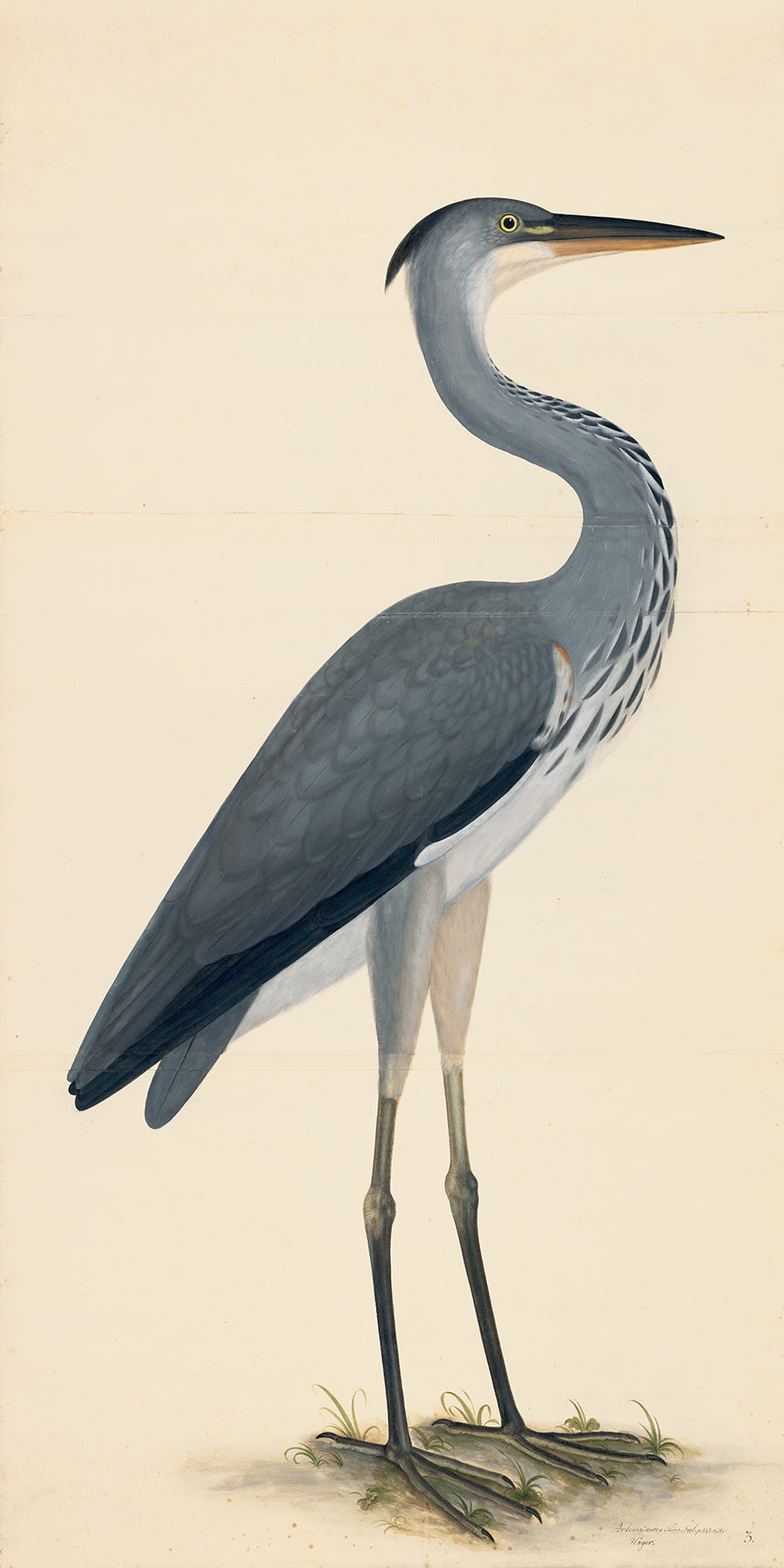 Rudbeck Crane and Grey Heron