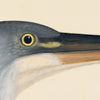 Rudbeck Crane and Grey Heron