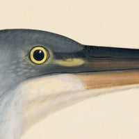 Rudbeck Crane and Grey Heron