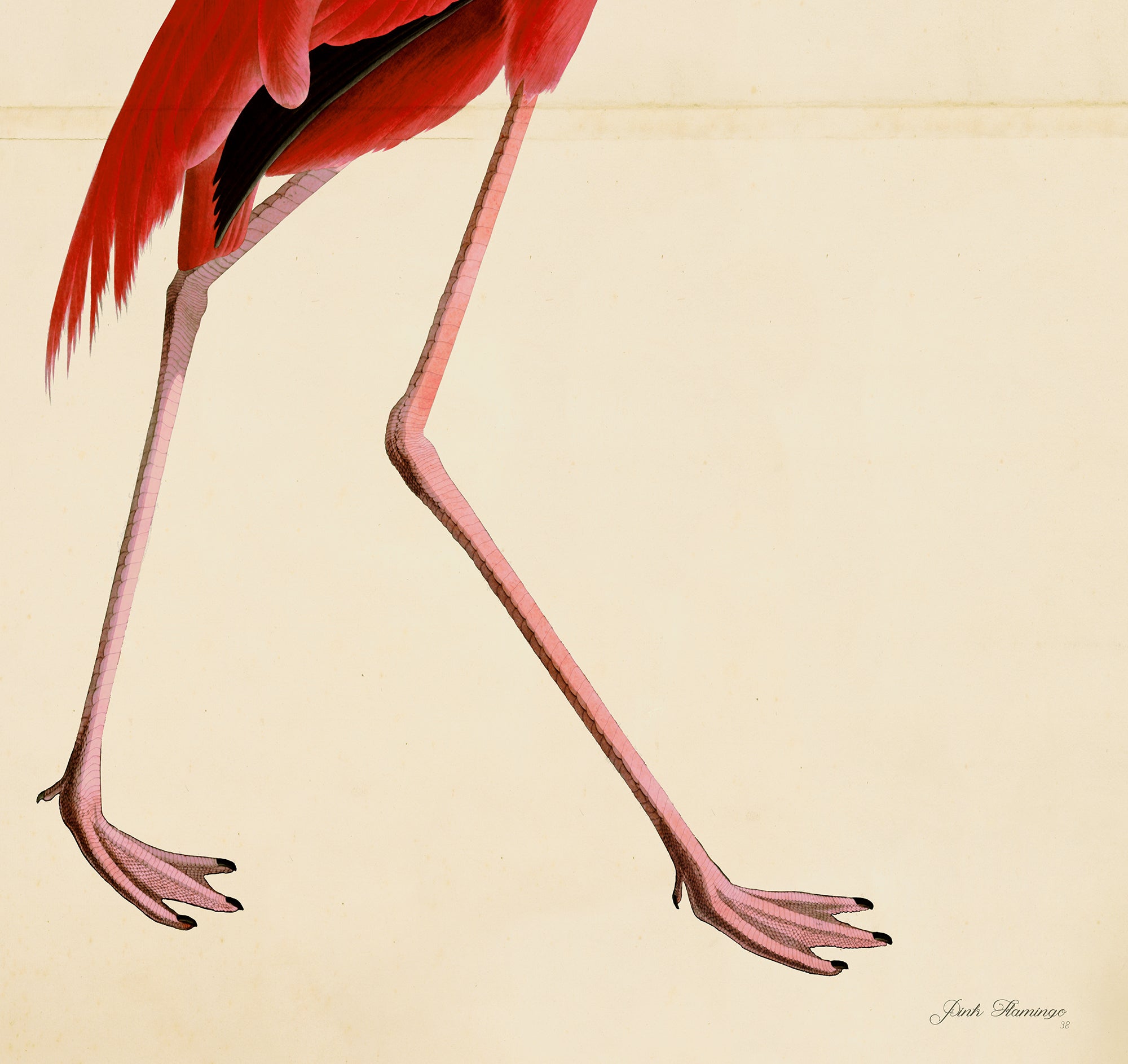Pink Birds Prints- a Pair