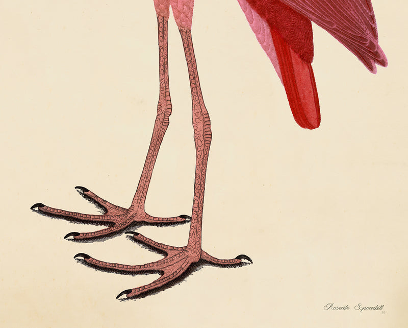 Pink Birds Prints- a Pair