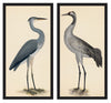 Rudbeck Crane and Grey Heron