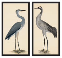 Rudbeck Crane and Grey Heron