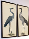 Rudbeck Crane and Grey Heron