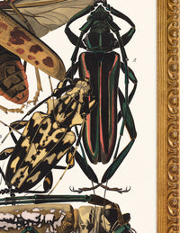 SEGUY BUG #03 IN VINTAGE GOLD