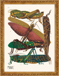 SEGUY BUG #07 IN VINTAGE GOLD