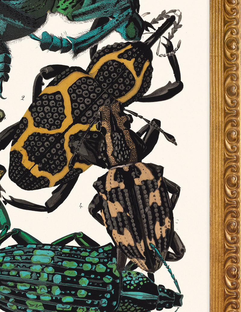 SEGUY BUG #14 IN VINTAGE GOLD