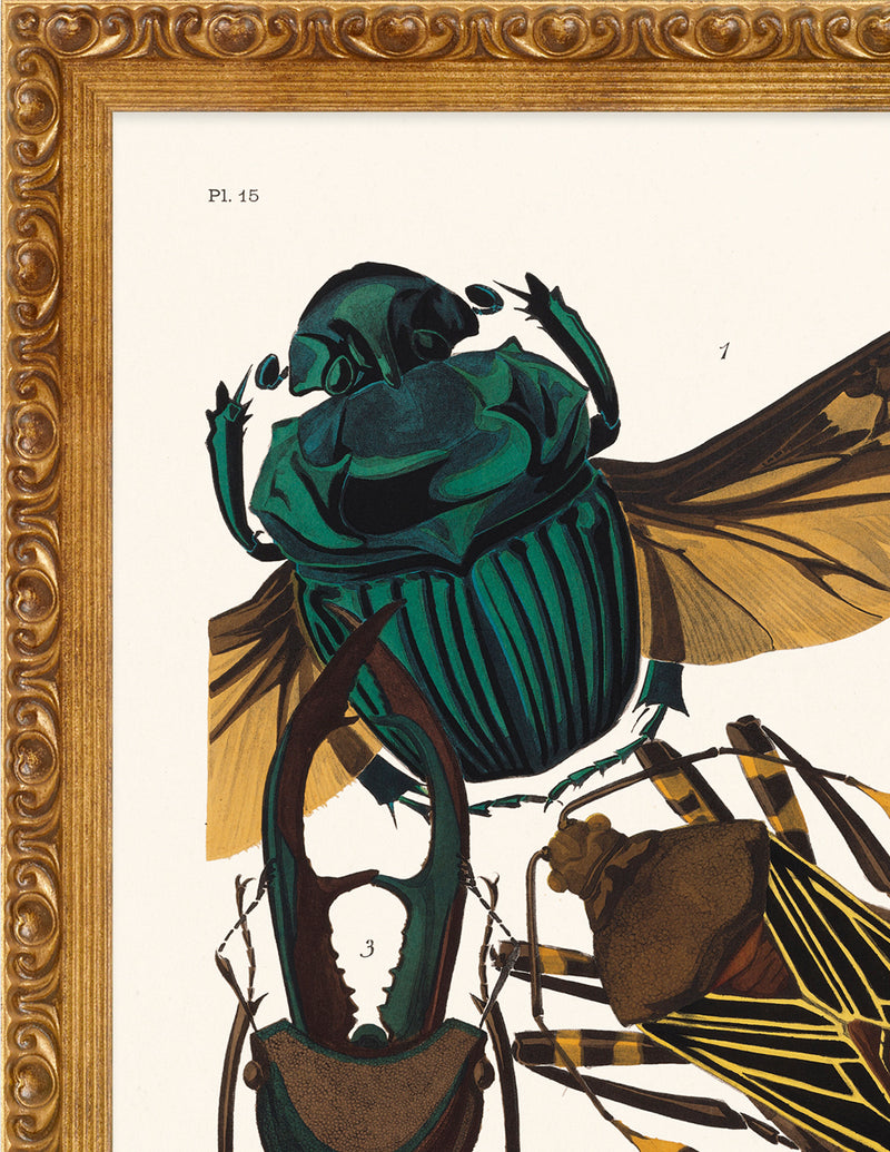 SEGUY BUG #15 IN VINTAGE GOLD