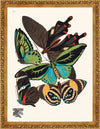 Seguy Butterfly #01 in Vintage Gold