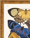 Seguy Butterfly #04 in Vintage Gold