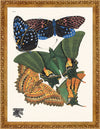 Seguy Butterfly #06 in Vintage Gold