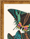 Seguy Butterfly #07 in Vintage Gold