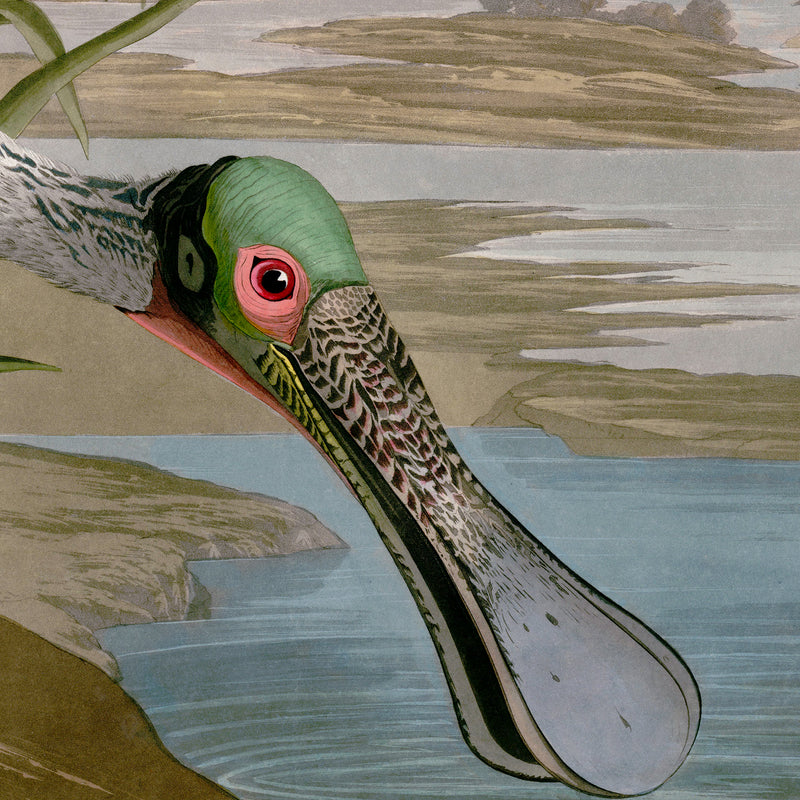 Audubon's Roseate Spoonbill Triptych Framed in Black