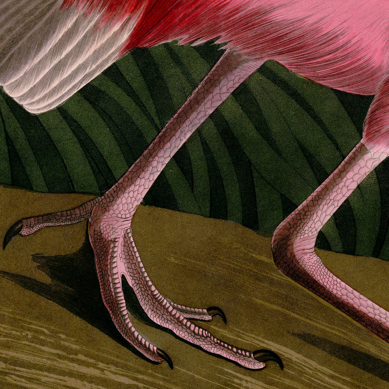 Audubon's Roseate Spoonbill Triptych Framed in Black