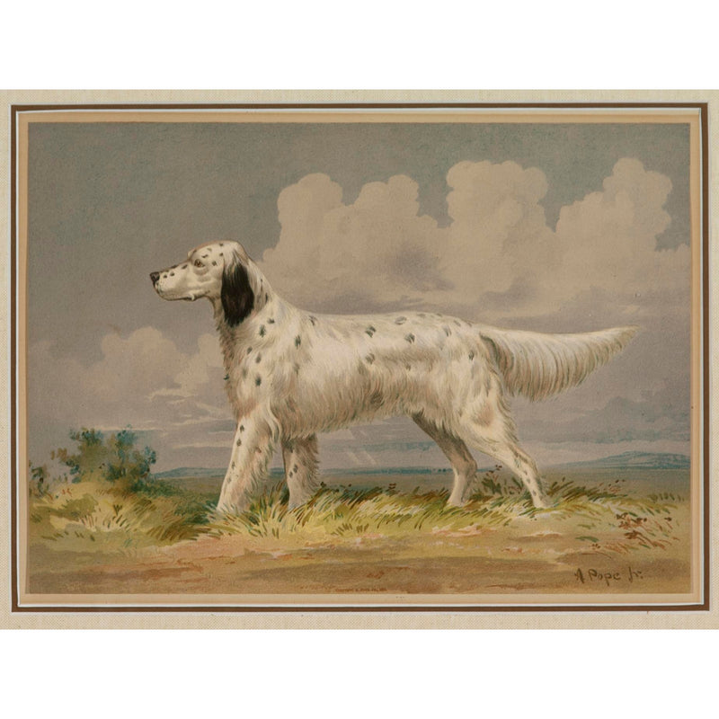 Alexander Pope Jr. Llewellin Setter Dog Antique Print in Antique Frame