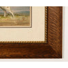 Alexander Pope Jr. Llewellin Setter Dog Antique Print in Antique Frame