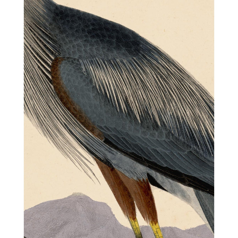 Alexander Wilson Blue Heron and Other Shore Birds