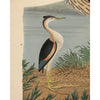 Alexander Wilson Blue Heron and Other Shore Birds