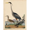 Alexander Wilson Blue Heron and Other Shore Birds