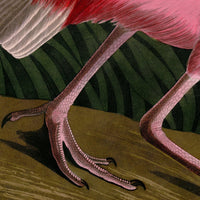 Audubon's Roseate Spoonbill Triptych Framed in Black - Set of 3