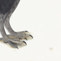 Black Grouse Cock Plate 19 by Olof Rudbeck (Cfa-Wd)