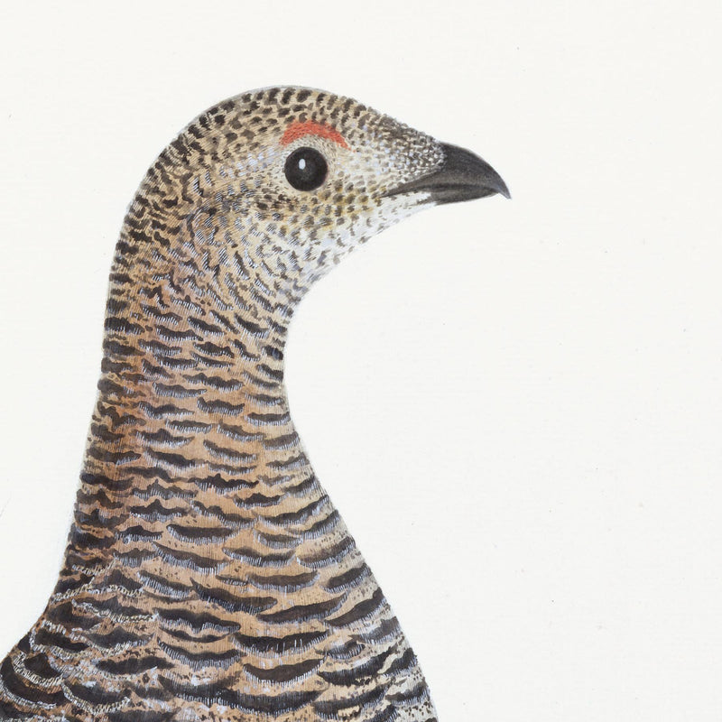 Black Grouse Hen Plate 20 by Olof Rudbeck (Cfa-Wd)