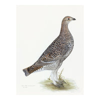 Black Grouse Hen Plate 20 by Olof Rudbeck (Cfa-Wd)