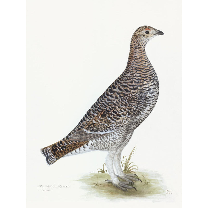 Black Grouse Hen Plate 20 by Olof Rudbeck (Cfa-Wd)