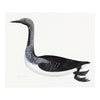 Black Throated Diver Plate 33 by Olof Rudbeck (Cfa-Wd)