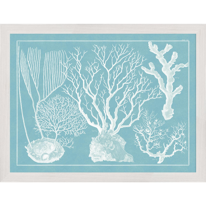 Blue Sealife in White Frame - Set of 4