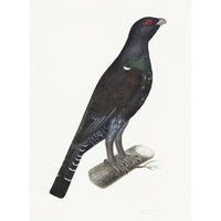 Capercaillie Cock Plate 07 by Olof Rudbeck (Cfa-Wd)