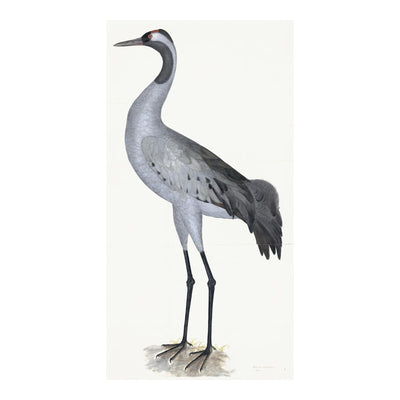 Common Crane Plate 02 by Olof Rudbeck (Cfa-Wd)