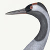 Common Crane Plate 02 by Olof Rudbeck (Cfa-Wd)