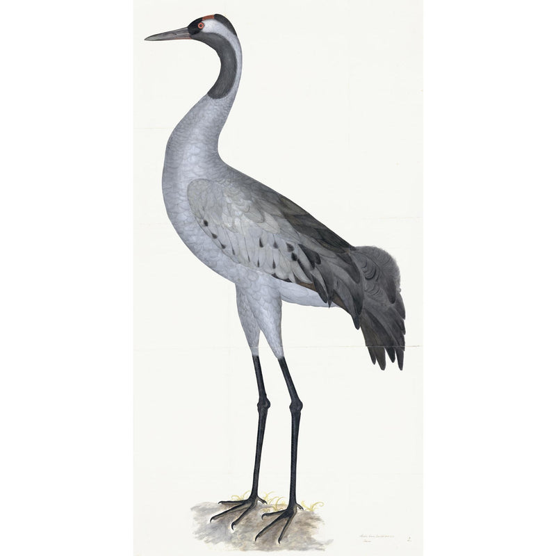 Common Crane Plate 02 by Olof Rudbeck (Cfa-Wd)