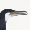 Cormorant Plate 10 by Olof Rudbeck (Cfa-Wd)