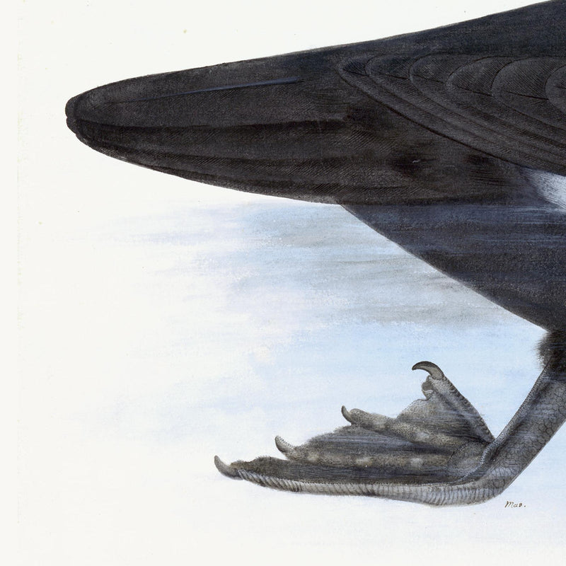 Cormorant Plate 10 by Olof Rudbeck (Cfa-Wd)