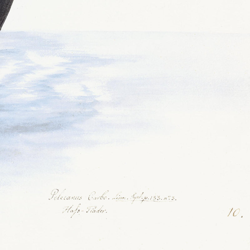 Cormorant Plate 10 by Olof Rudbeck (Cfa-Wd)