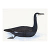 Cormorant Plate 10 by Olof Rudbeck (Cfa-Wd)