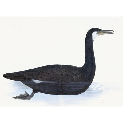 Cormorant Plate 10 by Olof Rudbeck (Cfa-Wd)