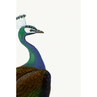 Domestic Peacock Giclee of French Natural History Engraving