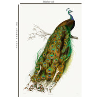 Domestic Peacock Giclee of French Natural History Engraving