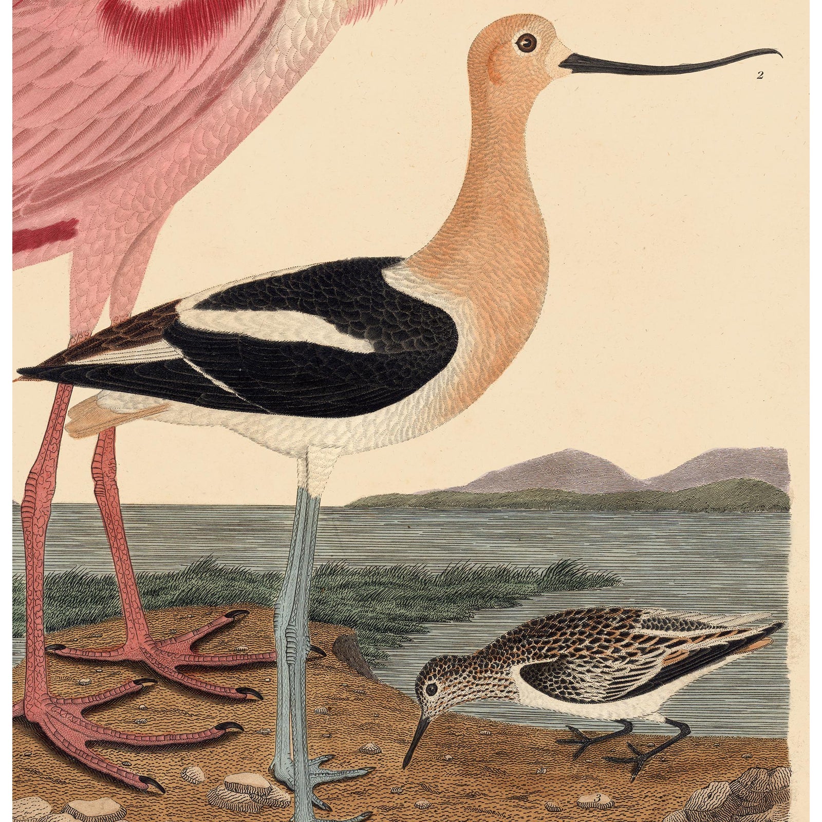 4993 - 2015 35c Coastal Birds: Spoonbill