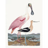 Early American Spoonbill and Shore Birds Illustration by A. Wilson White Background (Cfa-Wd)