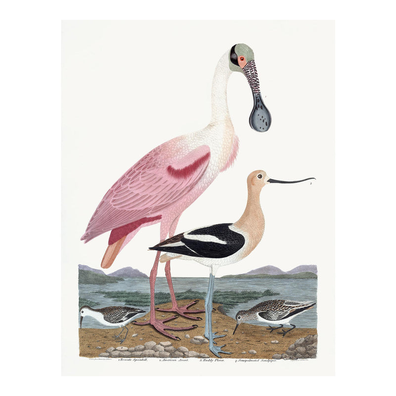 Early American Spoonbill and Shore Birds Illustration by A. Wilson White Background (Cfa-Wd)