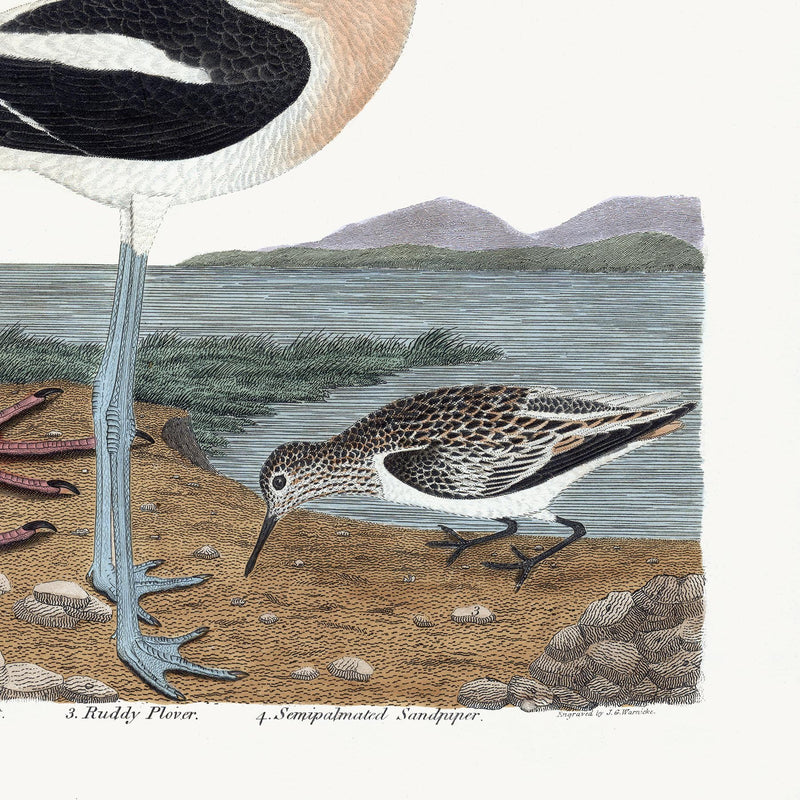 Early American Spoonbill and Shore Birds Illustration by A. Wilson White Background (Cfa-Wd)