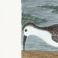 Early American Spoonbill and Shore Birds Illustration by A. Wilson White Background (Cfa-Wd)