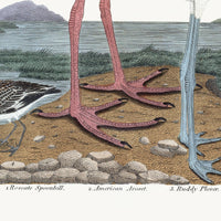 Early American Spoonbill and Shore Birds Illustration by A. Wilson White Background (Cfa-Wd)