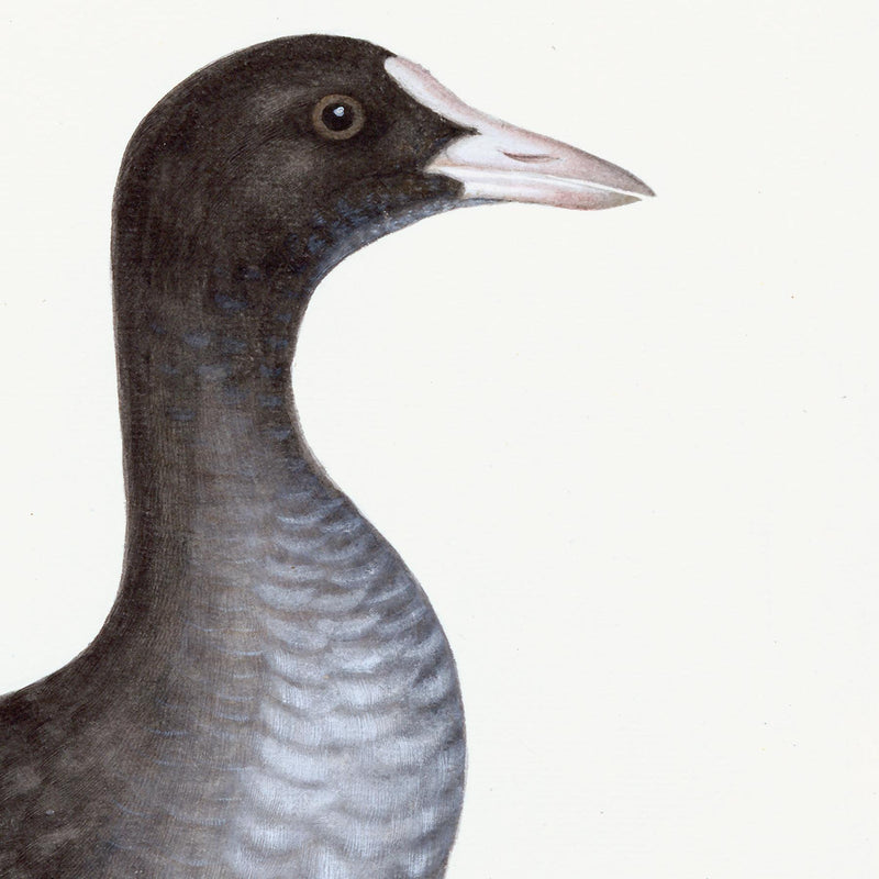 Eurasian Coot Plate 24 by Olof Rudbeck (Cfa-Wd)