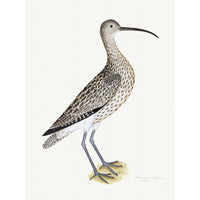 Eurasian Curlew Plate 35 by Olof Rudbeck (Cfa-Wd)