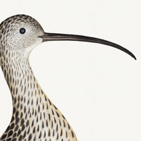 Eurasian Curlew Plate 35 by Olof Rudbeck (Cfa-Wd)